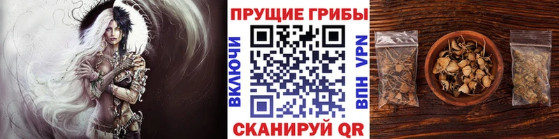 где купить наркоту kraken сайт Псилоцибиновые грибы мицелий Первоуральск