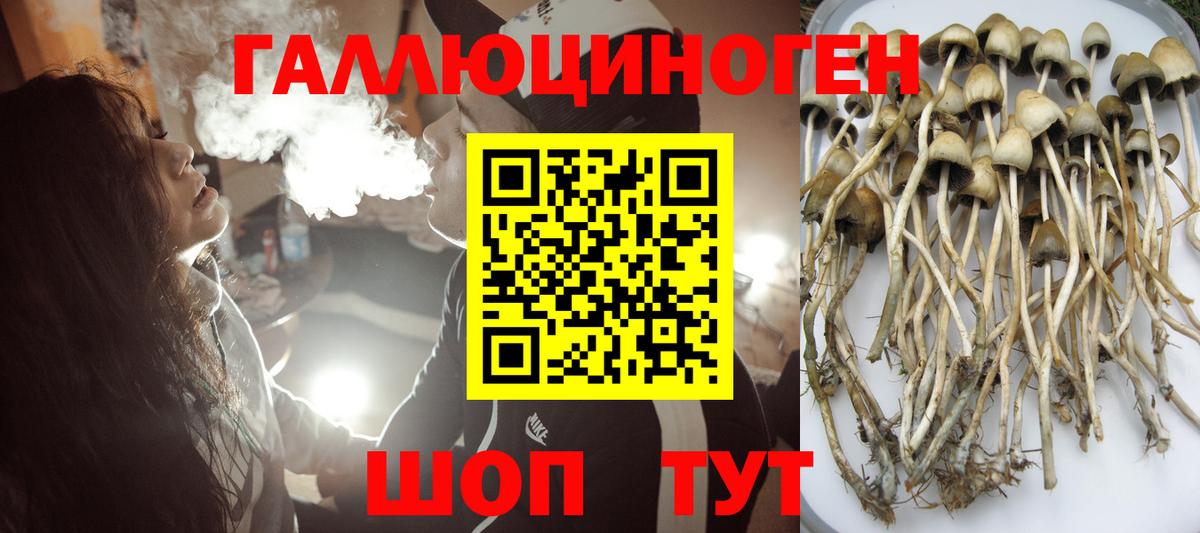 Псилоцибиновые грибы Psilocybine cubensis Первоуральск